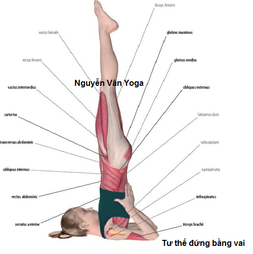 9 tư thế yoga giúp điều trị các bệnh tuyến giáp cực kỳ hiệu quả